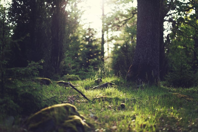 Enchanting Forest Clearing